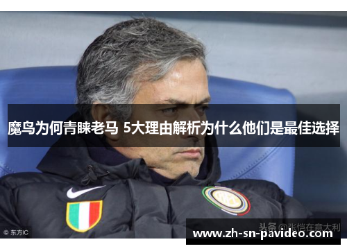 魔鸟为何青睐老马 5大理由解析为什么他们是最佳选择 魔鸟为何青睐老马 5大理由解析为什么他们是最佳选择
